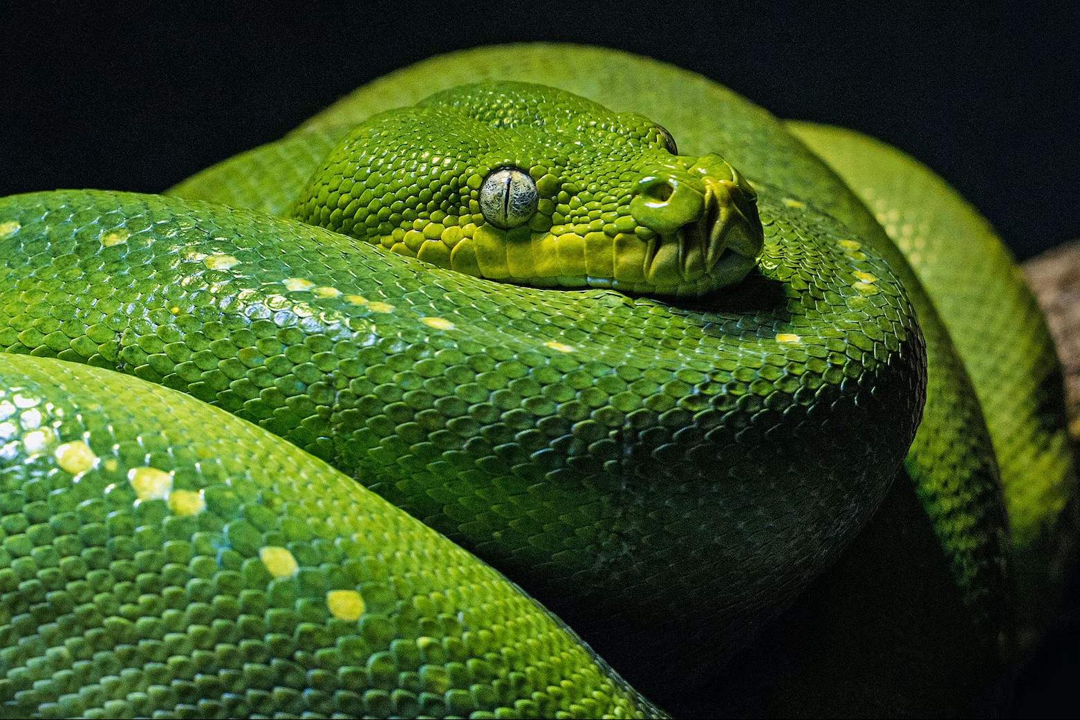 25 Factos Sobre Cobra