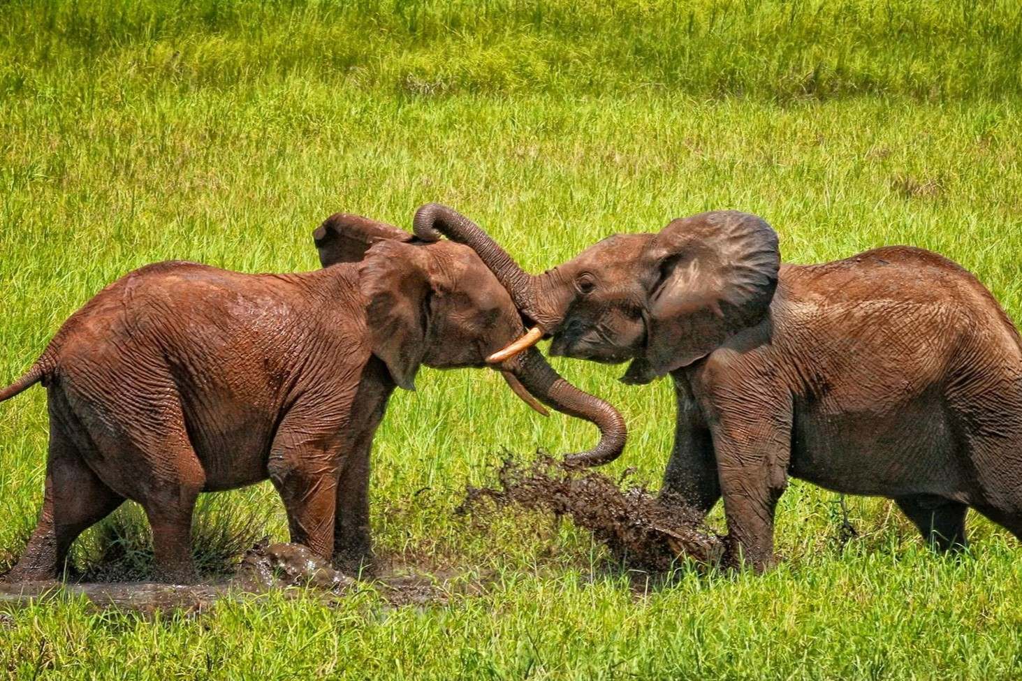 26 Factos Sobre Elefante