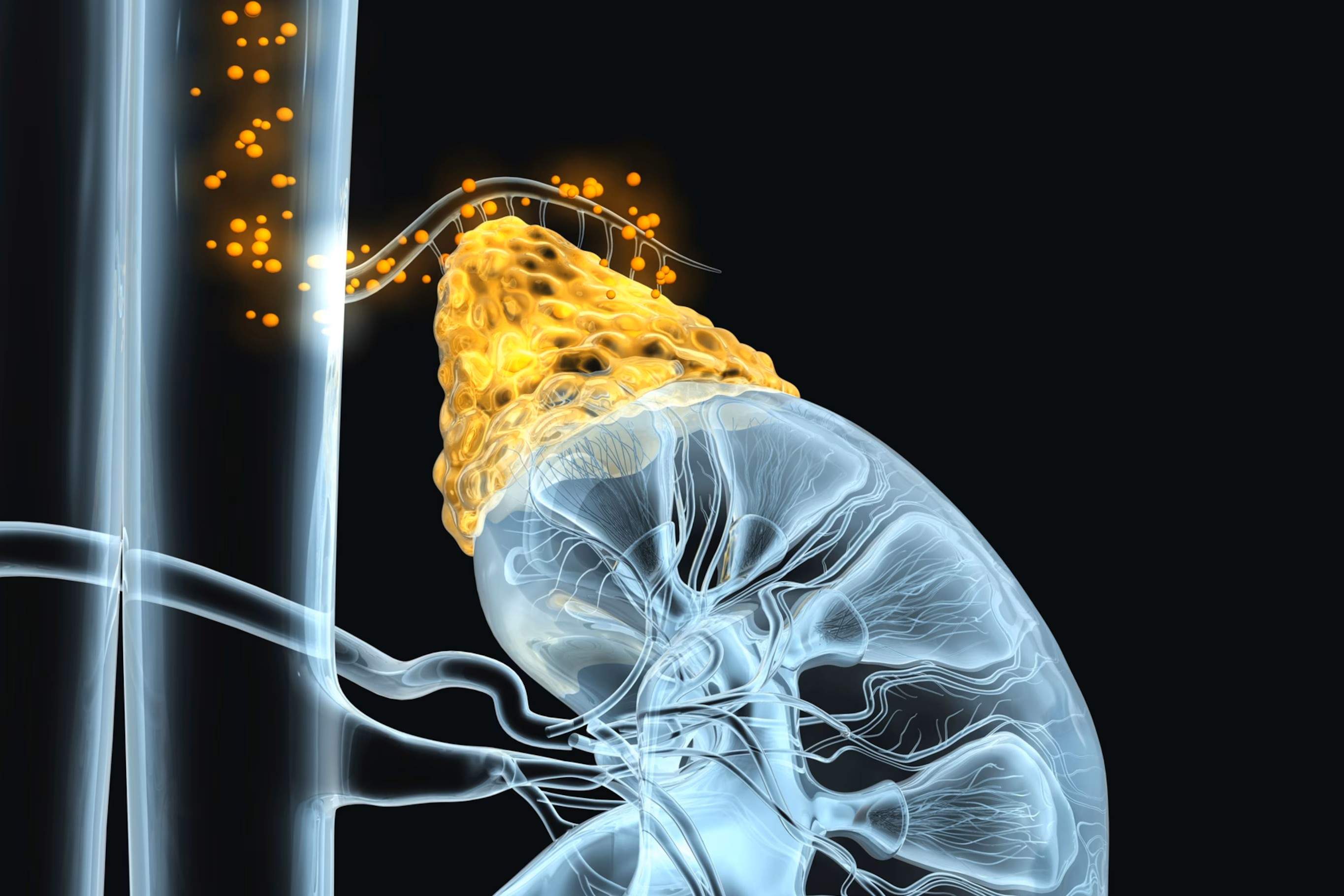 35 Factos Sobre Cortisol