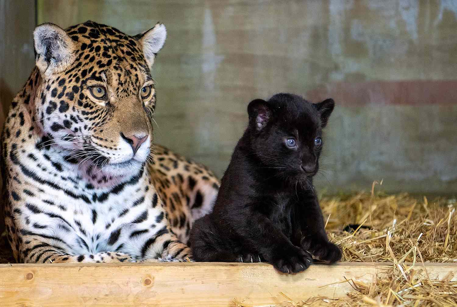 35 Factos Sobre Jaguar